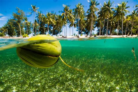 The Mystery of Coconut Migration | Asian Inspirations