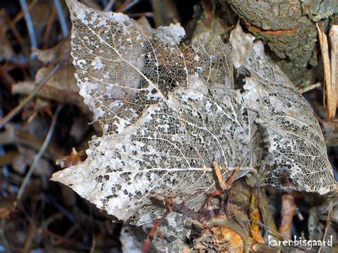 Karen`s Nature Photography: Decaying Leaves like Filigree.