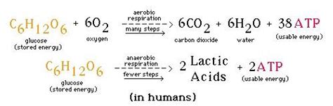 Differentiate between aerobic and anaerobic respiration.