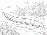 Electric Eel coloring Page  Free Printable Coloring Pages sketch template
