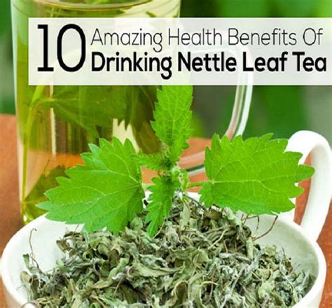 9 Health Benefits Of Stinging Nettle, Nutrition, & Side Effects ...