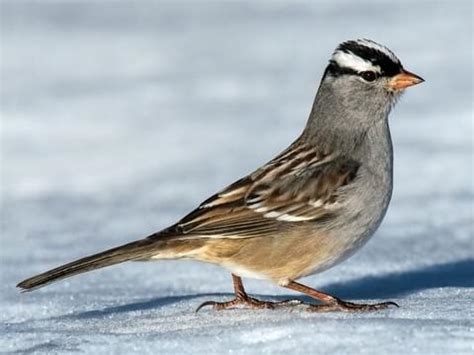 White-crowned Sparrow | Celebrate Urban Birds