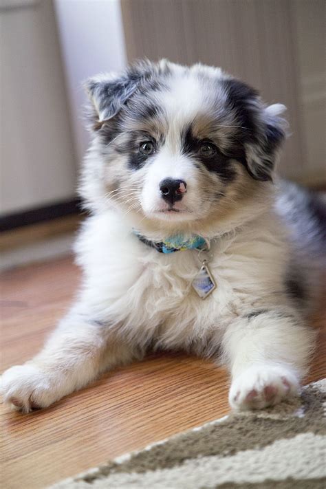 All Australian Shepherds, All the Time: Photo | Australian shepherd ...