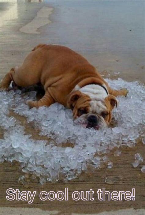 Stay cool out there! | Reactive dog, Bulldog funny, Funny animals