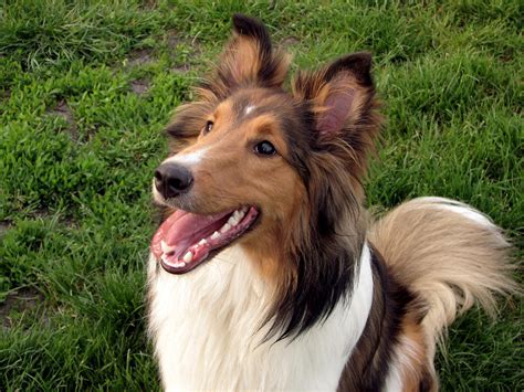 Shetland Sheepdog (Sheltie) Info, Puppies, Pictures, Temperament