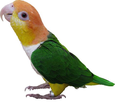 Caiques (Ki-eek), have two species of parrots that are in the genus ...White bellied and Black ...