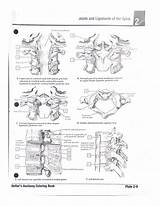 29 Coloring Plates Diagram  Quizlet sketch template