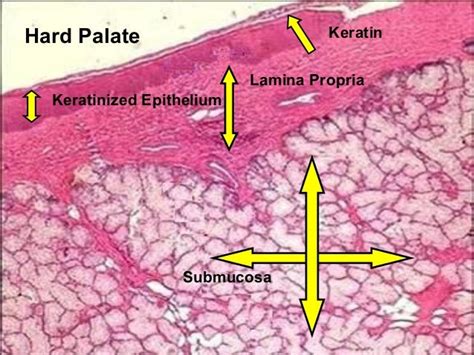 Practical oral histology ii