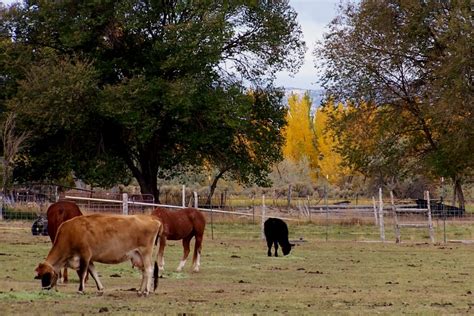 Ranch-cows | Turn-About Ranch