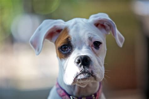 Flickriver: Most interesting photos tagged with whiteboxerpuppy