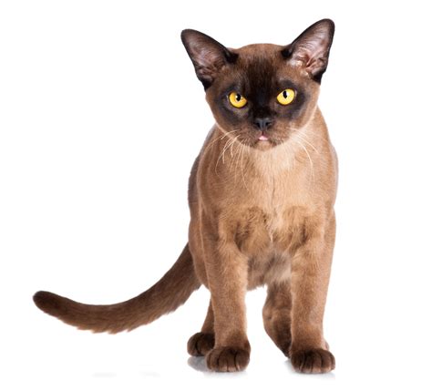 Burmese Cat Breeders Australia, Burmese Cat Breed Info & Great Pics - | Burmese cat, Cat breeder ...