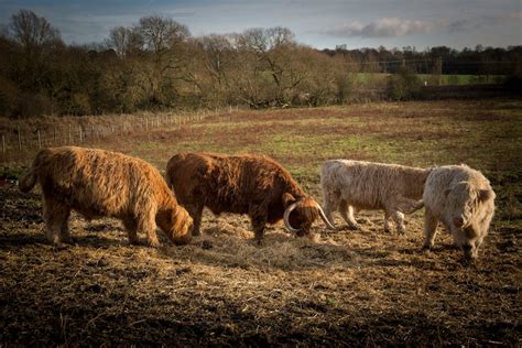 Free stock photo of bull, horns