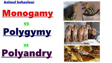 What is Monogyny,polygyny & polyandry?Animal behviour-MONOGYMY ...