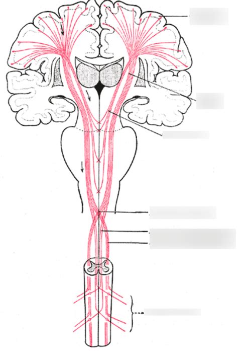 Efferent (motor) neurons Diagram | Quizlet