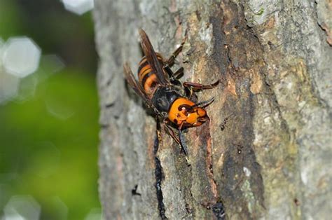 Murder hornets: How flying menace can kill by 'injecting large amount ...