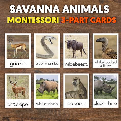 Savan Animals Flashcards For Kids