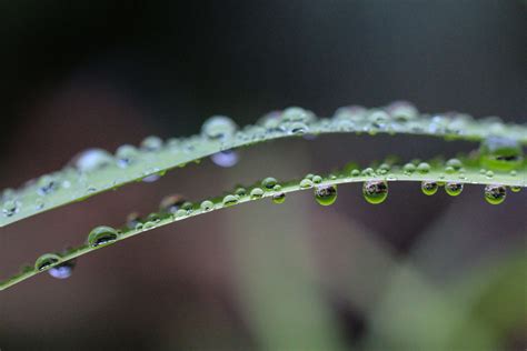 close up, dew, green, leaf, macro, rain, raindrops, water, waterdrops, wet 4k wallpaper ...