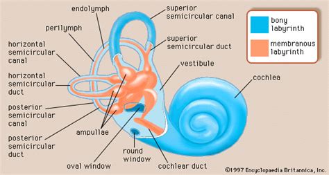 Ear Vestibule Anatomy - Abba Humananatomy