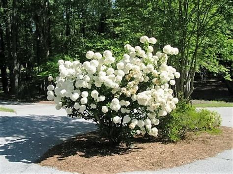 Snowball Bush 6" Pot - Hello Hello Plants & Garden Supplies