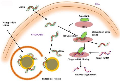 Nanoparticles for siRNA-Based Gene Silencing in Tumor Therapy ...