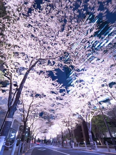 1,400+ Cherry Blossom Night Illumination At Tokyo Japan Stock Photos ...