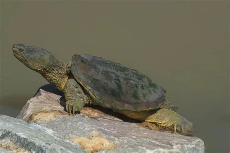 Can a Snapping Turtle Bite Your Finger Off? – Reptiles Time