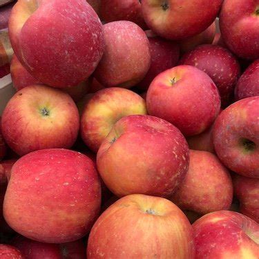 Apples – Fuji | Little Bent Farm