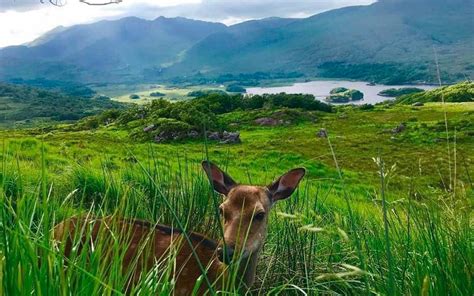 Killarney National Park tour - Kingdom Guided Tours with Ann O'Dowd