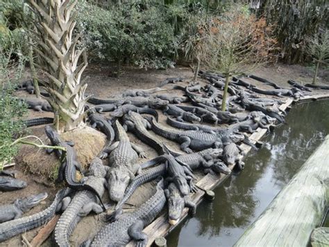 Alligator Farm Park Visit - Review of St. Augustine Alligator Farm Zoological Park, St ...