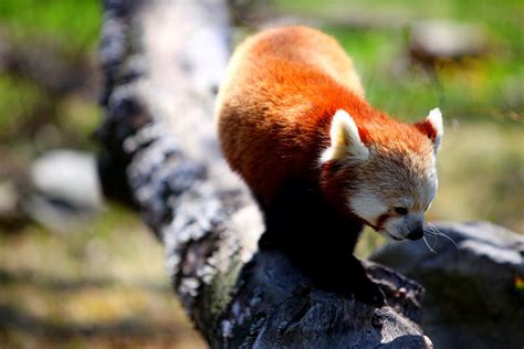 Portraits: The Norfolk Zoo Visit