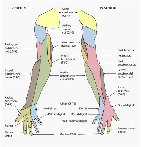 Dermatomes Of Upper Extremity