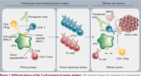 Targeting the T-cell co-stimulatory CD27/CD70 pathway in cancer immunotherapy: rationale and ...