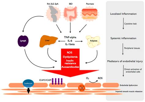 IJMS | Free Full-Text | Endothelial Dysfunction in Chronic Inflammatory ...