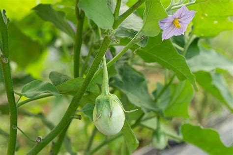 Tips for Pollinating Eggplant by Hand | Gardener’s Path