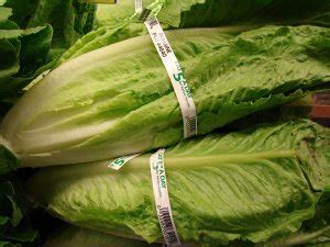 E. Coli Outbreak Possibly Linked to Romaine Lettuce - Suburban Chicagoland