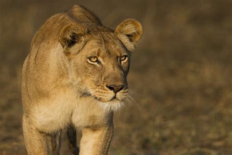 Recovering West African Lion Populations | Lion Recovery Fund