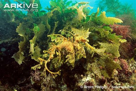 Dollzis: Leafy Sea Dragon Habitat Description