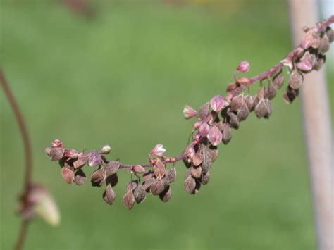 Wild Buckwheat - SARE