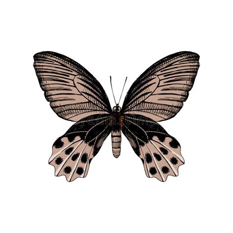 Hand drawn butterfly stock vector. Illustration of natural - 140996627