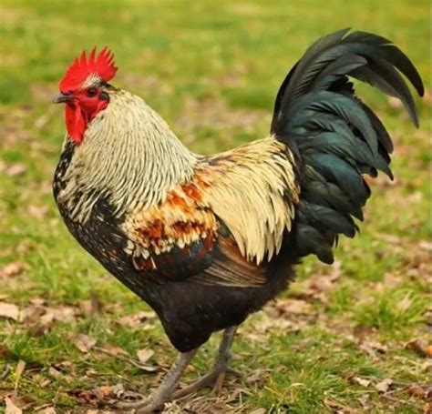 Pin by Ellen Jarvis on Chickens | Rooster breeds, Fancy chickens, Rooster