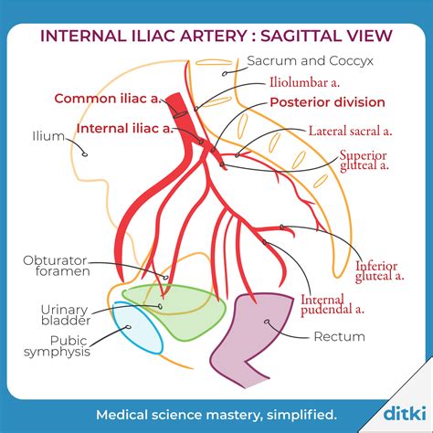 Gross Anatomy Glossary: Arteries - Internal Iliac & Branches | Arteries anatomy, Arteries, Gross ...