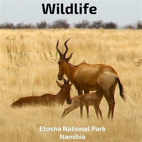 Wildlife of Etosha National Park