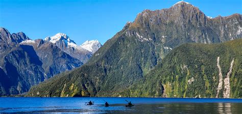 Student researches penguin species thriving in New Zealand