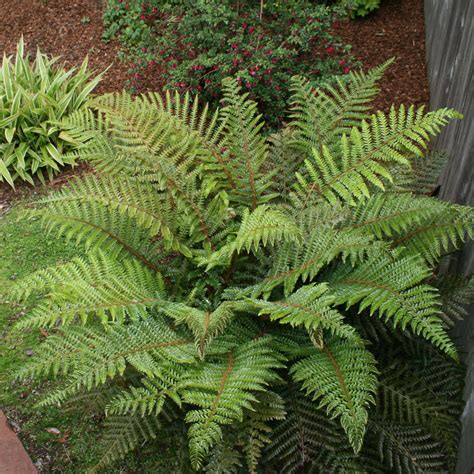 Ferns for Every Garden ⋆ North Coast Gardening