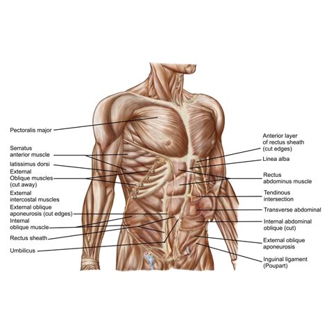 Anatomy of human abdominal muscles Poster Print (8 x 10) - Walmart.com - Walmart.com