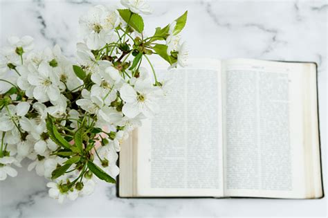 Bible And Flowers Pictures | Download Free Images on Unsplash