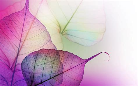 Nature Wallpaper HD with Macro Photo of Purple Leaves - Allpicts | Ilustración de flor, Fondo de ...