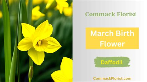 March Birth Flower - Daffodil Meaning | Commack Florist