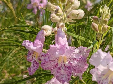 Plant of the Month: Desert Willow — Turtle Bay