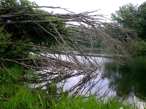 Dead Tree In Creek Free Stock Photo - Public Domain Pictures